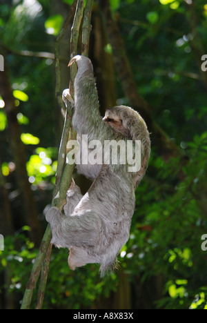 Il bradipo, Bradipus variegatus, vite rampicante, Parco Nazionale di Manuel Antonio, Costa Rica Foto Stock