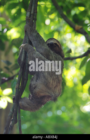 Il bradipo, Bradipus variegatus, vite rampicante, Parco Nazionale di Manuel Antonio, Costa Rica Foto Stock