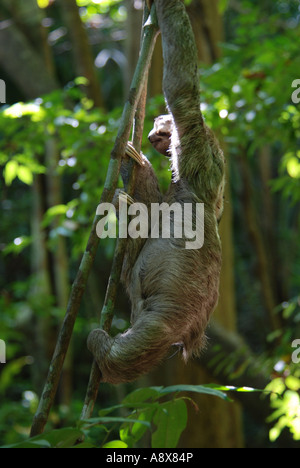 Il bradipo, Bradipus variegatus, vite rampicante, Parco Nazionale di Manuel Antonio, Costa Rica Foto Stock