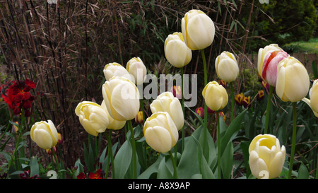 I tulipani a Chatsworth House, Derbyshire Foto Stock