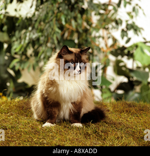 Gatto Ragdoll - seduta Foto Stock