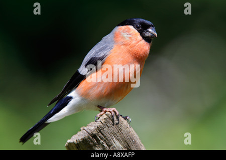 Bullfinch maschio Pyrrhula pyrrhula appollaiato sul ramo cercando alert potton bedfordshire Foto Stock