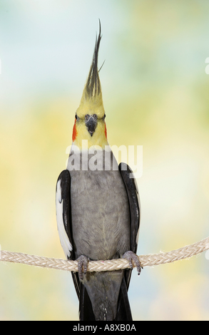 Cockatiel sulla fune Foto Stock