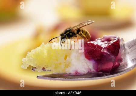 Wasp comune (Vespula vulgaris) sulla torta Foto Stock