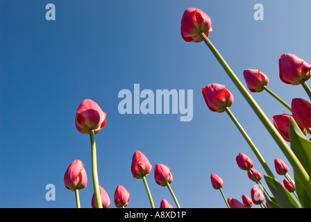 Tulip festival Ottawa Ontario Canada Foto Stock