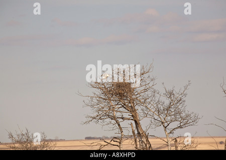 Un falco ferruginosa di atterraggio in un albero in scenic Saskatchewan Canada Foto Stock