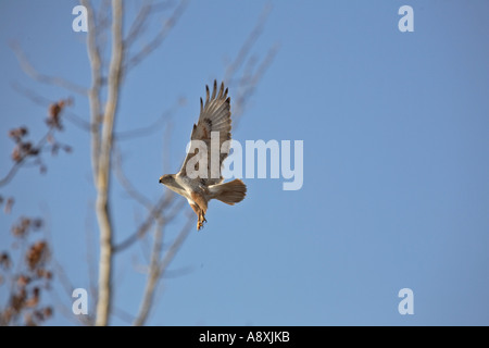 Un falco ferruginosa di atterraggio in un albero in scenic Saskatchewan Canada Foto Stock