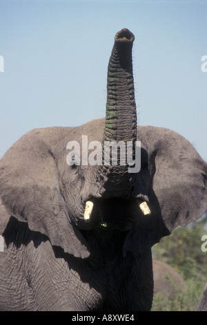 Giovani con Elephant Trunk sollevata proteso a puzzare l'aria Masai Mara riserva nazionale del Kenya Africa orientale Foto Stock