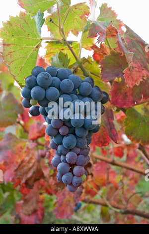 In autunno, la vite in fruttificazione (Vitis vinifera) a San Roman de Malegarde (Francia). Vigne et grappe de raisin en automne. Foto Stock