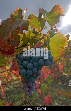 In autunno, la vite in fruttificazione (Vitis vinifera) a San Roman de Malegarde (Francia). Vigne et grappe de raisin en automne. Foto Stock