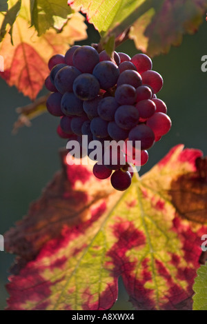 In autunno, la vite in fruttificazione (Vitis vinifera) a San Roman de Malegarde (Francia). Vigne et grappe de raisin en automne. Foto Stock