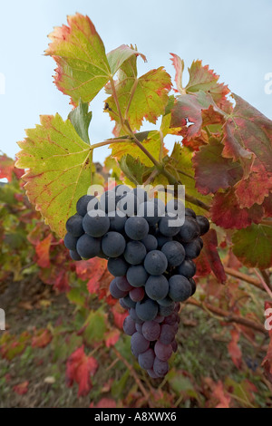 In autunno, la vite in fruttificazione (Vitis vinifera) a San Roman de Malegarde (Francia). Vigne et grappe de raisin en automne. Foto Stock