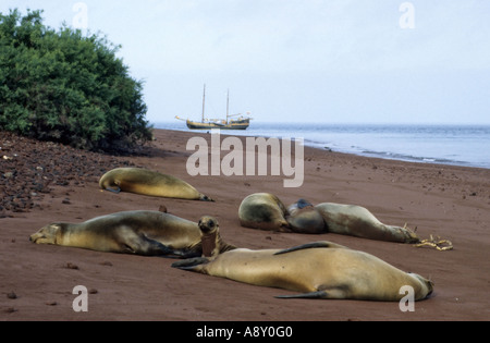 Le Galapagos leoni di mare, Rabida, Isole Galapagos, Ecuador Foto Stock