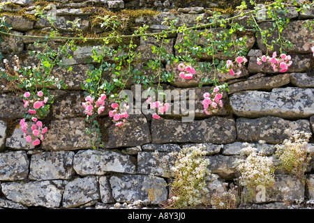 La rosa canina su un muro in pietra in Beaume-les-Messieurs. Rosa canina Foto Stock