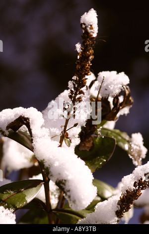 In prossimità di una foglia hebee nella neve Foto Stock