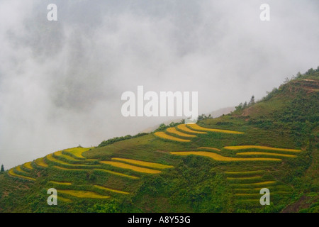 Campi di riso terrazzati nella nebbia Sapa Vietnam Foto Stock