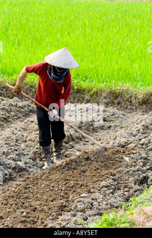 Il contadino Le Zappe di un campo Cat Ba Island Vietnam Foto Stock