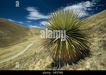 Puya Raimondi (Puya sp) sul sito di Winchus (Perù). Puya Raimondi (Puya sp) sur le site de Winchus (Pérou). Foto Stock