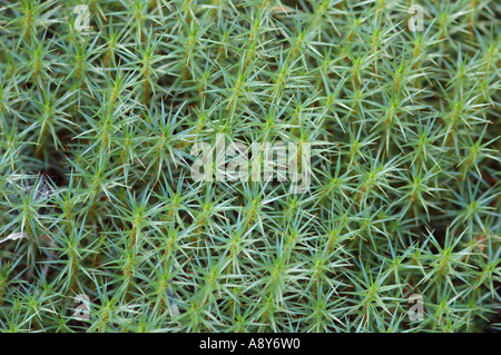Macro di moss Polytrichum commune uniformemente una copertura del suolo e formare un bel modello regolare. La Kamchatka , Siberia , Pacific Foto Stock