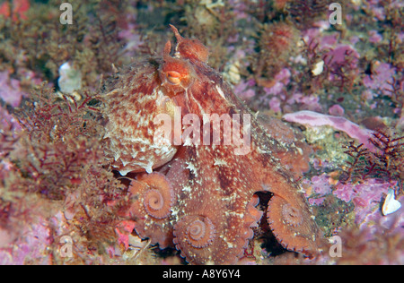 Piccolo campione di Giant North Pacific octopus seduta sul fondo. Nome della specie è Octopus dofleini -un più grande specie octopus Foto Stock