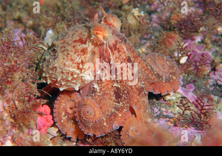 Piccolo campione di Giant North Pacific octopus seduta sul fondo. Nome della specie è Octopus dofleini -un più grande specie octopus Foto Stock