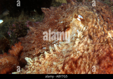 Giant North Pacific octopus seduta sul fondo . Il nome della specie è Octopus dofleini - una più grande specie octopus Foto Stock