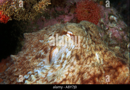 Giant North Pacific octopus seduta sul fondo . Il nome della specie è Octopus dofleini - una più grande specie octopus Foto Stock