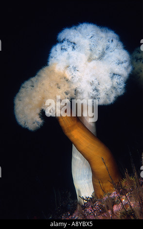 Il bianco e il giallo esemplari di gigante di anemone marittimo Metridium fimbriatum Actiniaria Coelenterata Cnidaria comune nel Pacifico del Nord Foto Stock