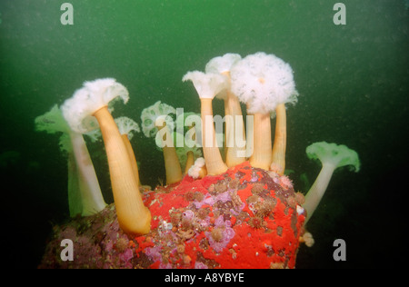 Un gruppo di giganteschi esemplari di anemone marittimo Metridium senile (fimbriatum Actiniaria Coelenterata Cnidaria) comune nel nord del Pacifico Foto Stock