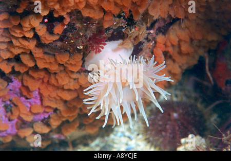 Grandi bianco puro anemone marittimo Actinostola callosa che cresce su una parete verticale cowered dalla spugna rossastra del Nord Pacifico Underwater Foto Stock