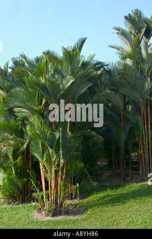 Cluster di rosso ceralacca palme Cyrtostachys renda Foto Stock