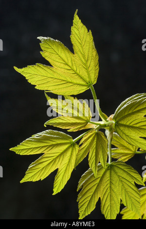 New Sycamore Leaves Acer pseudoplatanus Foto Stock