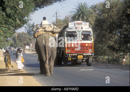 Un grande lavoro maschio elephant portando su una strada principale in Uttar Pradesh India Foto Stock