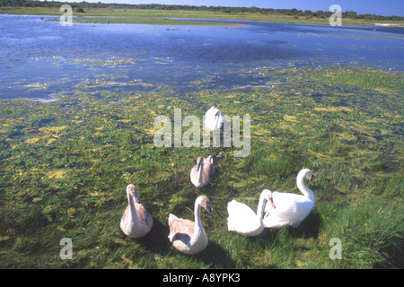 Il santuario degli uccelli del Marais de La Bassée (Somme Picardia, Francia) Foto Stock