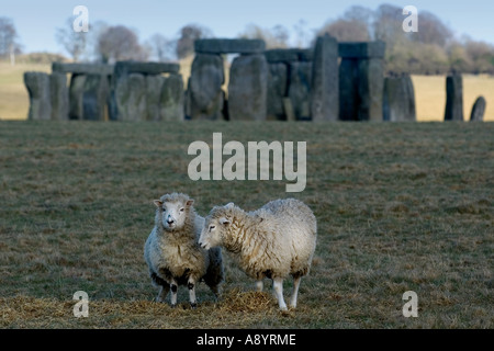 Due pecore condividono alcuni gossip vicino a Stonehenge Foto Stock