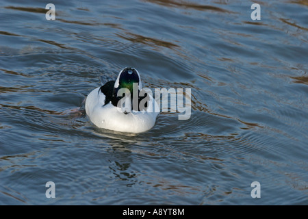 BUFFLEHEAD BUCEPHALA ALBEOLA DRAKE NUOTO SV Foto Stock