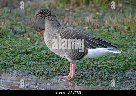 Ritardo di Grey Goose Anser anser PREENING SV Foto Stock