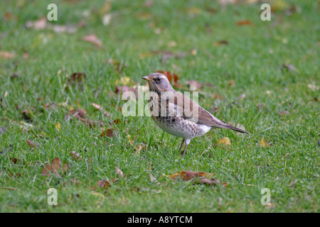 Allodole Cesene Beccacce TURDUS PILARIS sul prato SV Foto Stock