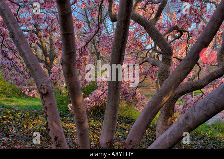 Alberi di Tulip Foto Stock