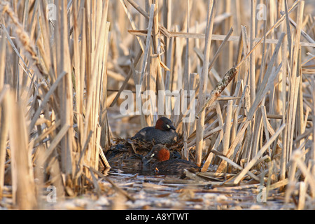 Tuffetto Tachybaptus ruficollis coppia a nido SV Foto Stock