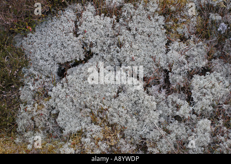 Il LICHEN HYPOGYMNIA PHYSODES cresce su HEATHER Foto Stock