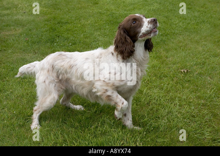 Springer spaniel mantenendo la zampa Anticipando con impazienza proprietario gettando la sfera Costwolds REGNO UNITO Foto Stock