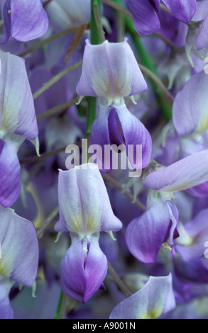 Il Glicine floribunda Issai Domino Foto Stock