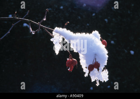 Close-up di rosse bacche di biancospino sul ramoscello ricoperta di neve Foto Stock