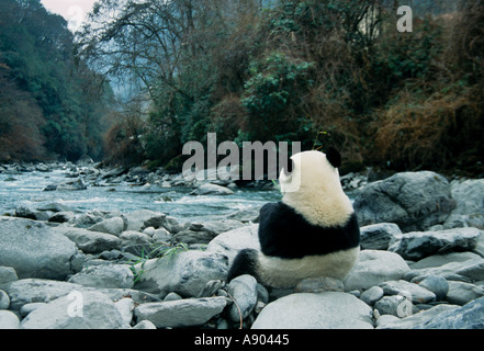 Panda gigante mangia bambù da fiume backview Wolong Panda Reserve nella provincia del Sichuan in Cina Foto Stock
