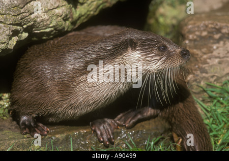 Lontra europea Lutra lutra emergente dalla Holt Foto Stock