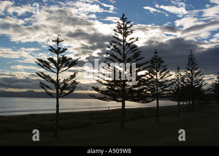 Whispering Sands Beach Front Motel Gisborne Nuova Zelanda Norfolk Pine Tree sul fronte spiaggia vista dall'hotel Foto Stock