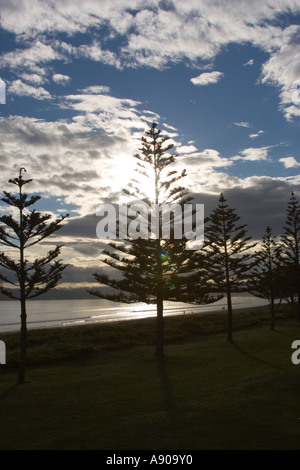 Whispering Sands Beach Front Motel Gisborne Nuova Zelanda Norfolk Pine Tree sul fronte spiaggia vista dall'hotel Foto Stock