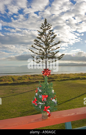 Whispering Sands Beach Front Motel Gisborne Nuova Zelanda Norfolk Pine Tree sul fronte spiaggia vista dall'hotel Foto Stock