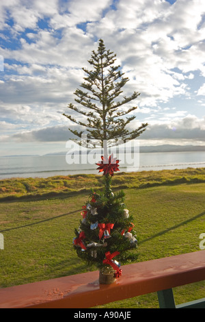 Whispering Sands Beach Front Motel Gisborne Nuova Zelanda Norfolk Pine Tree sul fronte spiaggia vista dall'hotel Foto Stock